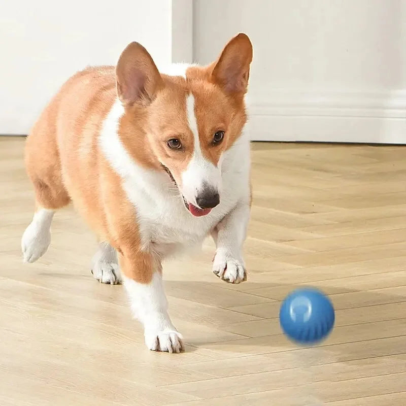 PawPlay Ball