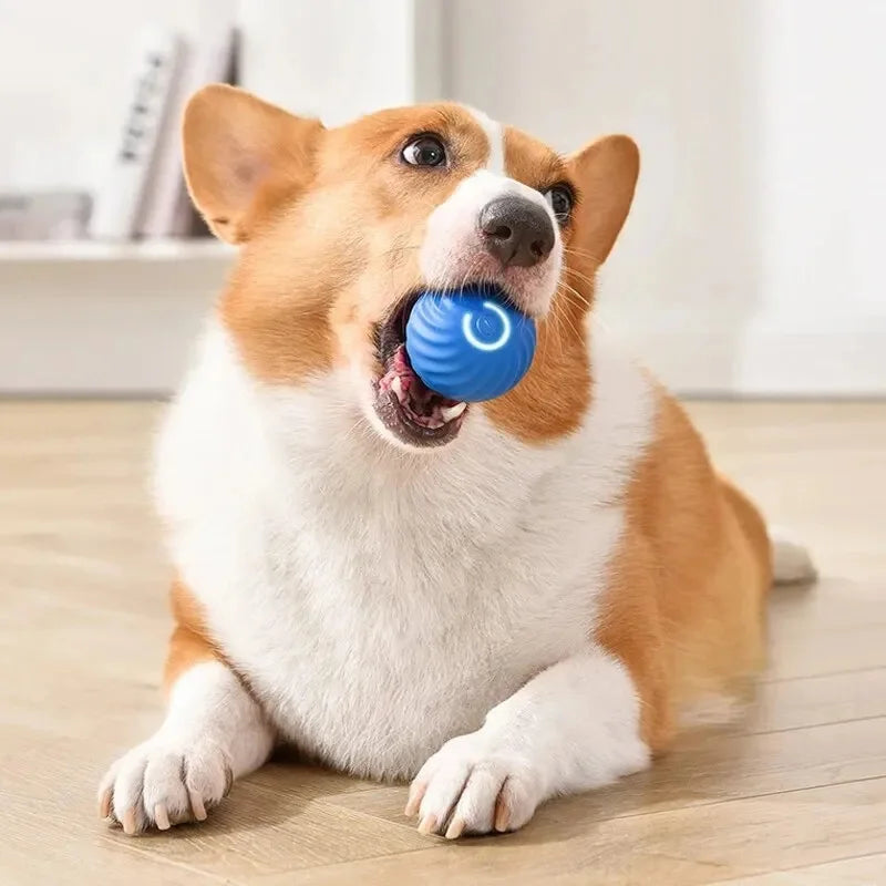 PawPlay Ball
